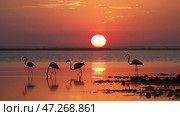 Flamingos wade in calm water during a serene sunset, vibrant orange sky reflecting on the water, showcasing peaceful nature. Стоковое AI-изображение, AI-художник Александра Рублева / Фотобанк Лори