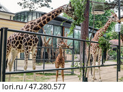 Красивые жирафы в зоологическом саду. Стоковое фото, фотограф Pixel_shot / Фотобанк Лори