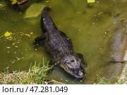 Большой аллигатор в зоологическом саду. Стоковое фото, фотограф Pixel_shot / Фотобанк Лори