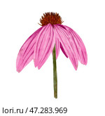 Stunning and Beautiful Pink Coneflower Illustrations Perfect for Your Floral Design Projects. Стоковая иллюстрация, иллюстратор Елена Захаревич / Фотобанк Лори