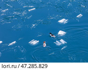 Baikal Lake on spring day. Top view of pair of wild ducks on blue water among melting ice floes near shore of Olkhon Island. Animals in their natural habitat. Beautiful spring landscape. Natural background. Стоковое фото, фотограф Виктория Катьянова / Фотобанк Лори