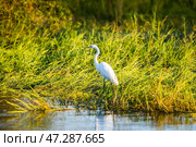 Большая белая цапля (Egretta alba) стоит у края воды среди травы. Берег реки Замбези, Замбия. (2014 год). Стоковое фото, фотограф Анна Ефимова / Фотобанк Лори