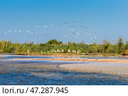 Большая стая африканских клювачей (Mycteria ibis) на берегу реки Замбези (2014 год). Стоковое фото, фотограф Анна Ефимова / Фотобанк Лори
