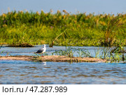 Сероголовая чайка (Chroicocephalus cirrocephalus) стоит на берегу реки Замбези (2014 год). Стоковое фото, фотограф Анна Ефимова / Фотобанк Лори