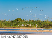 Большая стая африканских клювачей (Mycteria ibis) на берегу реки Замбези (2014 год). Стоковое фото, фотограф Анна Ефимова / Фотобанк Лори