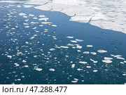 Top view of spring ice drift on Baikal Lake. White pieces of ice floes and needle-like fragments of ice floes float on blue water on spring day. Changing seasons. Natural water background, texture of melting ice. Стоковое фото, фотограф Виктория Катьянова / Фотобанк Лори