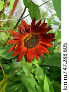 Красный подсолнух (Helianthus annuus) Стоковое фото, фотограф Photolart / Фотобанк Лори