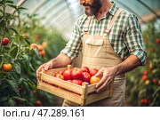 Agricultural industry. A wooden box with tomatoes in the hands of a male farmer. The gardener gathers a rich harvest in the greenhouse. Стоковое AI-изображение, AI-художник Photojuli / Фотобанк Лори
