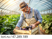 Agricultural industry. A wooden box with eggplants in the hands of a male farmer. The gardener harvests a rich harvest in the greenhouse. Стоковое AI-изображение, AI-художник Photojuli / Фотобанк Лори