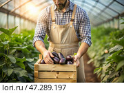 Agricultural industry. A wooden box with eggplants in the hands of a male farmer. The gardener harvests a rich harvest in the greenhouse. Стоковое AI-изображение, AI-художник Photojuli / Фотобанк Лори