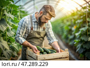 Agricultural industry. A wooden box with cucumbers in the hands of a male farmer. The gardener harvests a rich harvest in the greenhouse. Стоковое AI-изображение, AI-художник Photojuli / Фотобанк Лори