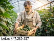 Agricultural industry. A wooden box with cucumbers in the hands of a male farmer. The gardener harvests a rich harvest in the greenhouse. Стоковое AI-изображение, AI-художник Photojuli / Фотобанк Лори