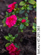Azalea blooming beautifully in a vibrant greenhouse vertical. Стоковое фото, фотограф Наталья Симакова / Фотобанк Лори