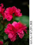 Azalea blooming beautifully in a vibrant greenhouse vertical. Стоковое фото, фотограф Наталья Симакова / Фотобанк Лори