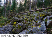 Южный Урал, курумник на подъёме на Айгирские скалы (Зубы Шурале). Southern Urals, stone placer on the ascent to the Aigir rocks (Teeth of the Shurale). Стоковое фото, фотограф Евгений Романов / Фотобанк Лори