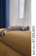 cat sleeps and dreams UGC Pet Clip vertical. Стоковое видео, видеограф Mihail Mihaylov / Фотобанк Лори