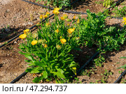 A raised garden bed in the Springtime gets planted out and set up with irrigation. Putting in irrigation in raised beds reduces water consumption compared to traditional overhead watering with a hose. Стоковое фото, фотограф Feruza Tashmetova / Фотобанк Лори