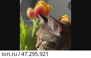 Pet, cute, feline, mammal, watching, animal, eye, fluffy, fur, furry, horizontal, look, looking at camera, photography, staring, beautiful, closeup, analyzing, comfortable, cut out, examining, grey, lovely, lying, no people, paw, playful, relax, sofa, soft, up, warm, animal themes, black, black cat, close, dark, domestic cat, full frame, green eyes, one animal, small, background, cold, orange color, tabby cat, white color. Стоковое видео, видеограф Zita Khasanova / Фотобанк Лори