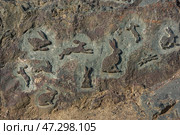 Фигуры зайцев вырезанные на природной скале. Долина зайцев, Карелия. Современные петроглифы. (2018 год). Редакционное фото, фотограф Sergei Gorin / Фотобанк Лори