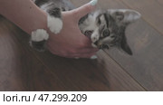 A Playful Kitten Enthusiastically Interacting with a Human Hand in a Joyful Manner. Стоковое видео, видеограф Olesia Kondrateva / Фотобанк Лори