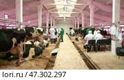livestock fertilize the inseminator of cows. Стоковое видео, видеограф Алексей Сергеев / Фотобанк Лори