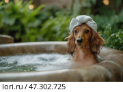 Dog enjoys a relaxing bath in a hot tub with a towel on its head. Маленькая собачка уютно расположилась в бурлящей горячей ванне, накинув на голову белое полотенце. Пышная зелень на заднем плане придает умиротворяющую атмосферу этому восхитительному моменту. Стоковое AI-изображение, AI-художник Katsiaryna Repich / Фотобанк Лори