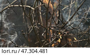 Forest fire in close-up. The branches of shrubs and trees are burning and smoking. Wildfires caused by arson or nature. Shot on super slow motion camera 1000 fps. Стоковое видео, видеограф Андрей Армягов / Фотобанк Лори