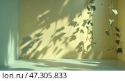 Sunlight casting shadows of green leaves on a minimalist wall in a peaceful indoor space during the morning. Стоковое AI-изображение, AI-художник Сергей Толмачёв / Фотобанк Лори