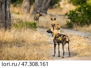 Стая гиеновидных собак (Lycaon pictus) стоят на дороге в буше. Стоковое фото, фотограф Анна Ефимова / Фотобанк Лори