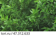 fresh bright green leaf background. Стоковое видео, видеограф Olesia Kondrateva / Фотобанк Лори