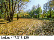 Дорога в осеннем лесу ( Астраханская область ) Стоковое фото, фотограф Павел Просянов / Фотобанк Лори