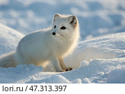 Wild arctic fox (Vulpes Lagopus) in winter time. Cute fluffy white arctic fox sitting in snow. Arctic Polar white fox in heavy winter snow. wildlife photography. Стоковое AI-изображение, AI-художник Анна Сивакова / Фотобанк Лори