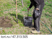 Planting fruit trees in the garden in spring. The gardener immerses the roots of the seedling in a bucket of water with a growth stimulator. Стоковое фото, фотограф Коханова Наталья / Фотобанк Лори