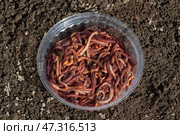 Red worms Dendrobena, earthworms for agriculture and fishing. Стоковое фото, фотограф Андрей Бакусов / Фотобанк Лори