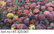 Rotten apples decomposing in the grass create organic fertilizer. Стоковое фото, фотограф Mikhail Davidovich / Фотобанк Лори