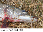 A pike caught on dry autumn grass. Стоковое фото, фотограф Александр Прошкин / Фотобанк Лори