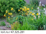 Vibrant Yellow Daylilies Blooming in a Lush Garden. Chaos gardening. Стоковое фото, фотограф Elena Grishina / Фотобанк Лори
