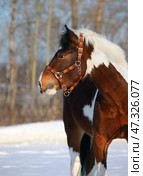 Beautiful paint vanner draft horse in winter snow farm. Красивая пятнистая лошадь упряжной породы на снегу на зимней ферме. Стоковое фото, фотограф Михаил Кондрашов / Фотобанк Лори