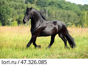Beautiful black friesian horse runs gallop in the summer green meadow. Прекрасный черный конь фризской породы скачет галопом по летнему зеленому лугу. Стоковое фото, фотограф Михаил Кондрашов / Фотобанк Лори