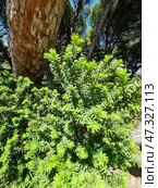 Common yew (Taxus baccata) - an evergreen shrub or tree from the yew family. Стоковое фото, фотограф Анна Кривицкая / Фотобанк Лори