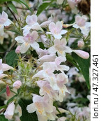 Kolkwitzia flowers are especially spectacular in late spring and early summer, when the entire bush is covered with pastel flowers exuding a light aroma. This plant symbolizes softness, beauty and freshness of renewal. Стоковое фото, фотограф Анна Кривицкая / Фотобанк Лори
