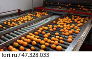 Pile of fresh ripe orange tangerines on conveyor belt of sorting production line at fruit farm. Стоковое видео, видеограф Яков Филимонов / Фотобанк Лори