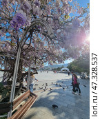 A bright spring day on the Yalta embankment. The center of attention is the blooming wisteria, twining around a decorative arch and forming a pink and lilac ceiling of flowers. In the background is a spacious square with a blue sky, strolling people and pigeons lazily strolling along the pavement. In the distance, a white arch and mountains are visible. Light shadows from trees and flowers fall on the tiles, creating an atmosphere of calm and comfort. Everything speaks of a warm southern day, filled with the aroma of flowers and sea air. (2021 год). Редакционное фото, фотограф Анна Кривицкая / Фотобанк Лори