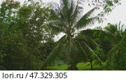 Green sprawling coconut palm with coconuts, with large leaves, in a tropical green jungle. Стоковое видео, видеограф Denis Filatov / Фотобанк Лори