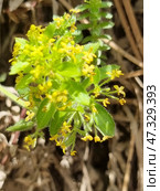 Wild Crimean grass with small yellow flowers. This plant is probably bedstraw (lat. Galium verum), widespread in Crimea. Flowers are collected in dense brushes, each flower is tiny, star-shaped. Leaves are narrow, slightly pubescent, arranged in whorls. The plant is surrounded by dry grass and needles of coniferous trees, which indicates a mountain or forest-steppe landscape. The atmosphere of the photo is sunny, warm, with a feeling of wild, untouched nature. Стоковое фото, фотограф Анна Кривицкая / Фотобанк Лори
