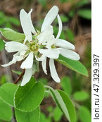 The shape of the petals and the structure of the plant, this is probably Amelanchier ovalis, a wild shrub found in the mountainous regions of Crimea. The flower consists of thin white petals, slightly curved outward, and stamens with dark anthers are visible in the center. The leaves are rounded, with small teeth along the edge, soft to the touch. The atmosphere of the photo is calm, forest, awakening interest in the natural diversity of the peninsula. Стоковое фото, фотограф Анна Кривицкая / Фотобанк Лори