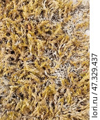 Dry moss or lichen, close-up. It densely covers a surface, perhaps a rock, tree bark or old wood. The shades vary from golden yellow to grey-white, indicating its dry state, probably after a long absence of moisture. The texture is brittle, thin, similar to small needles or spirals. It may be a type of forest moss or xanthoria, a lichen found in Crimea in dry pine forests, on rocks or dead wood. Стоковое фото, фотограф Анна Кривицкая / Фотобанк Лори