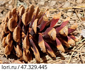 A pine cone lying on a forest floor of dry needles, twigs and soil. Macro photography highlights the expressive colors and textures: the scales of the cone are painted in warm shades of brown, turning into a rich burgundy with a violet tint. At the ends of the scales, you can see white resinous traces. This cone looks ripe, ready to scatter seeds, which symbolizes the cycle of life and renewal in nature. Стоковое фото, фотограф Анна Кривицкая / Фотобанк Лори