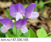 Close-up of an elegant inflorescence of violet-pink flowers, presumably of the forest species of pea (lat. Lathyrus), or wild pea. The flowers are arranged in tiers and smoothly transition from a rich violet to a delicate pinkish-white shade. The stem is thin, the leaves are light green, with a characteristic trifoliate shape. The background is natural, with spots of dry leaves and greenery. The photo conveys natural harmony and tranquility. Стоковое фото, фотограф Анна Кривицкая / Фотобанк Лори
