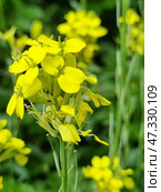 An inflorescence of bright yellow wild flowers, presumably a species of wild mustard (Sinapis arvensis) or cruciferous. The flowers are collected in a dense raceme, each with four petals in the form of a cross. The background is blurred, saturated with green, due to which the main flower stands out especially clearly. The plant looks fresh, alive, and is associated with spring or early summer. Small insects are visible on the lower part of the flower, which emphasizes its participation in the ecosystem. Стоковое фото, фотограф Анна Кривицкая / Фотобанк Лори